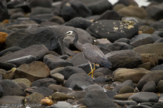 Weißwangenreiher (3 von 3).jpg